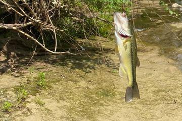 Photo 22