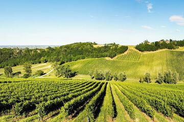 Vineyard