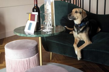 Pet-friendly
