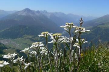 Photo 47