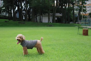 Pet-friendly amenities
