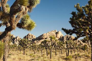 Photo 48
