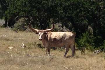 Game viewing