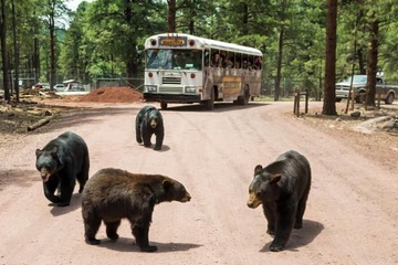 Children's activities