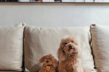 Pet-friendly