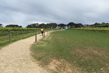 Vineyard