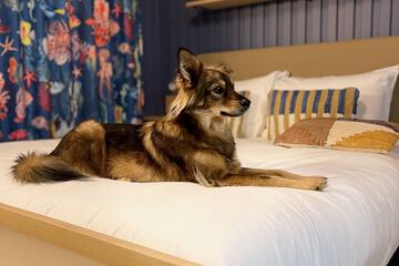 Pet-friendly
