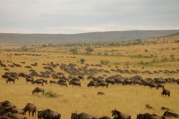 Safari