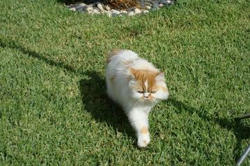 Photo 34