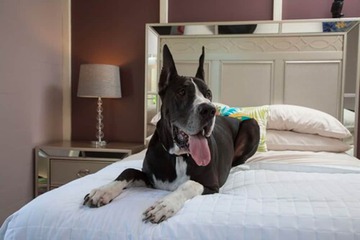 Pet-friendly