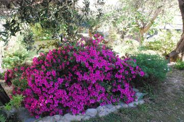 Photo 51