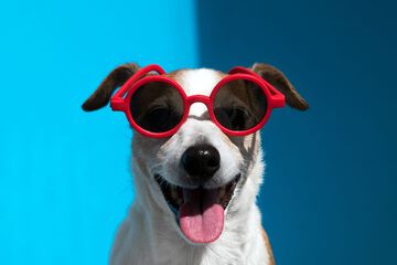 Pet-friendly
