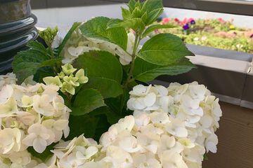 Terrace/Patio 59 of 71