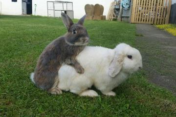 Photo 28