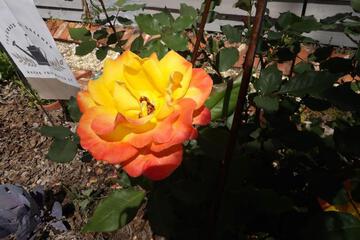Photo 26