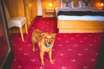 Pet-friendly