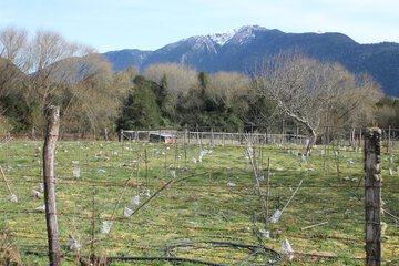 Vineyard