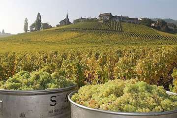 Vineyard
