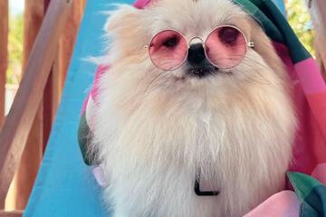 Pet-friendly amenities