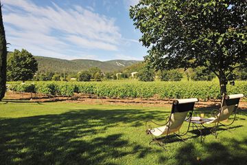 Vineyard view