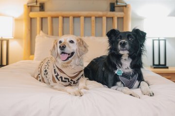 Pet-friendly