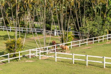 Horseback riding