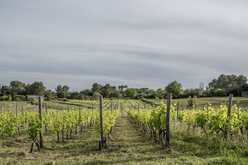 Winery