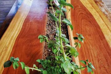 Photo 42