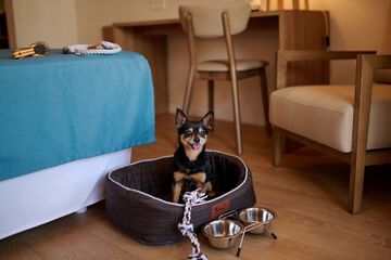 Pet-friendly amenities