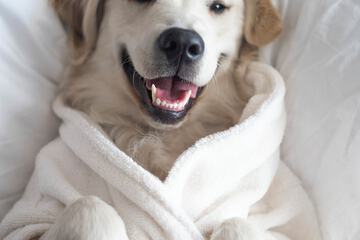 Pet-friendly