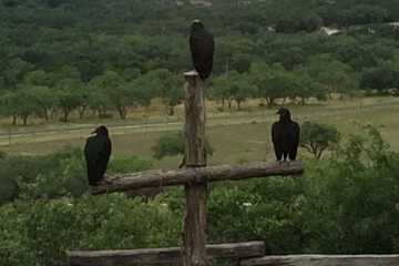 Game viewing