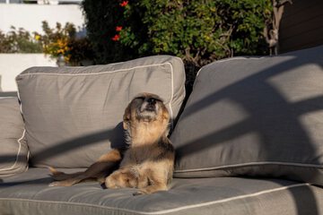 Pet-friendly