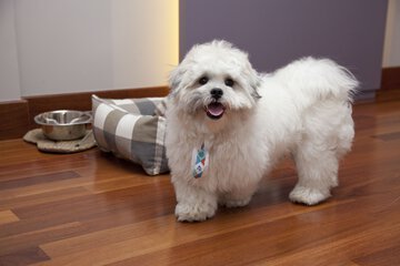 Pet-friendly amenities