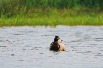 Game viewing