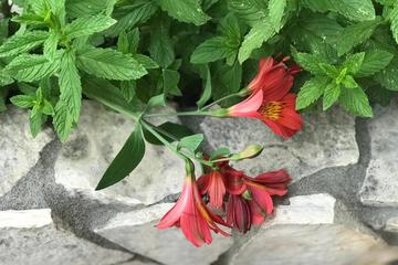 Photo 31