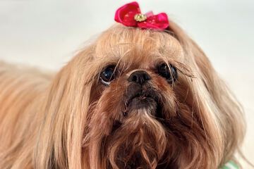 Pet-friendly