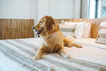 Pet-friendly