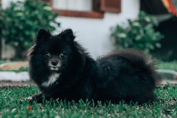 Pet-friendly amenities