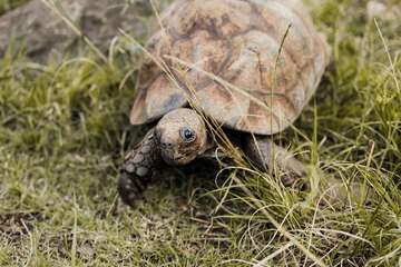 Pet-friendly amenities
