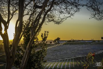 Vineyard view