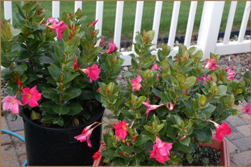 Property Grounds 61 of 62