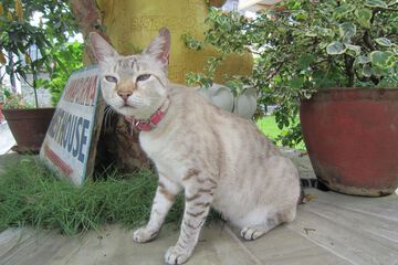 Pet-friendly
