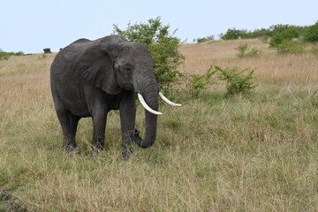 Game viewing
