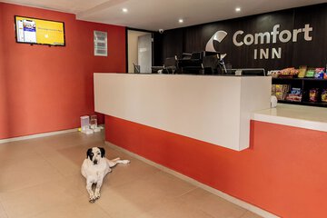 Pet-friendly