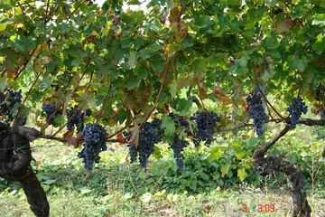 Winery
