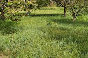 Vineyard