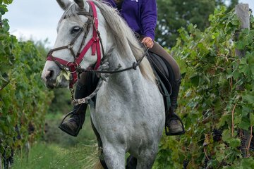 Horseback riding