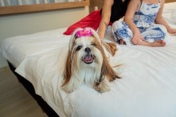 Pet-friendly