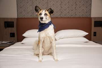 Pet-friendly