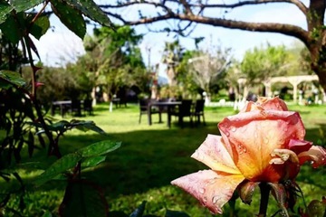Garden view